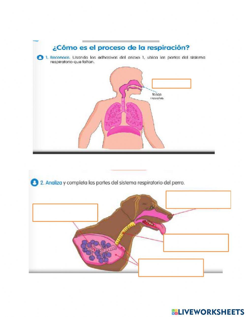 Sistema respiratorio