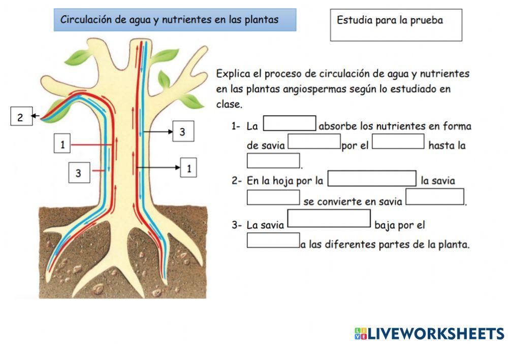Circulación en las plantas Circulación en las plantas