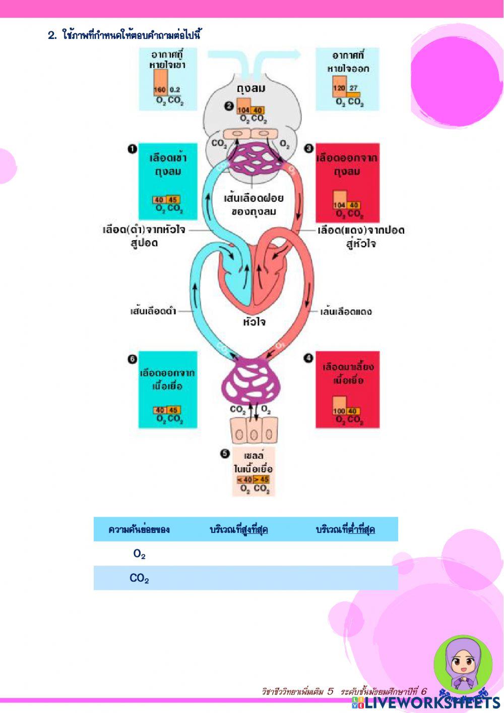 ระบบหายใจของคน