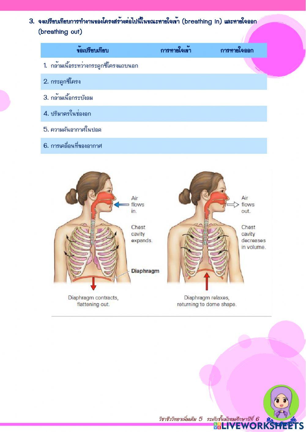 ระบบหายใจของคน
