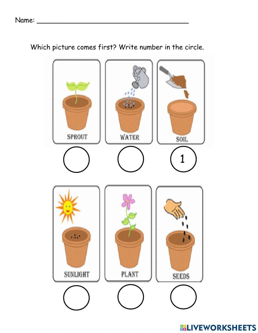1408720 Growing A Plant Akbariah LiveWorksheets 1408720-growing-a-plant-akbariah-liveworksheets