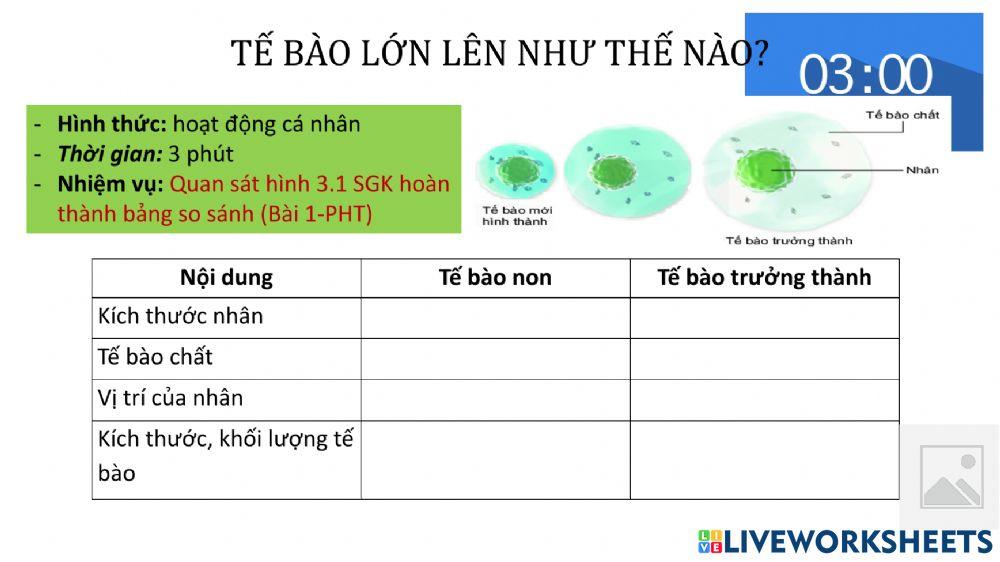 Tế bào lớn lên như thế nào