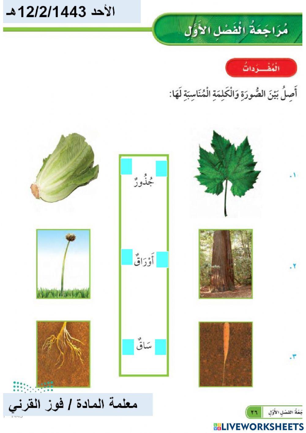 أجزاءالنبات
