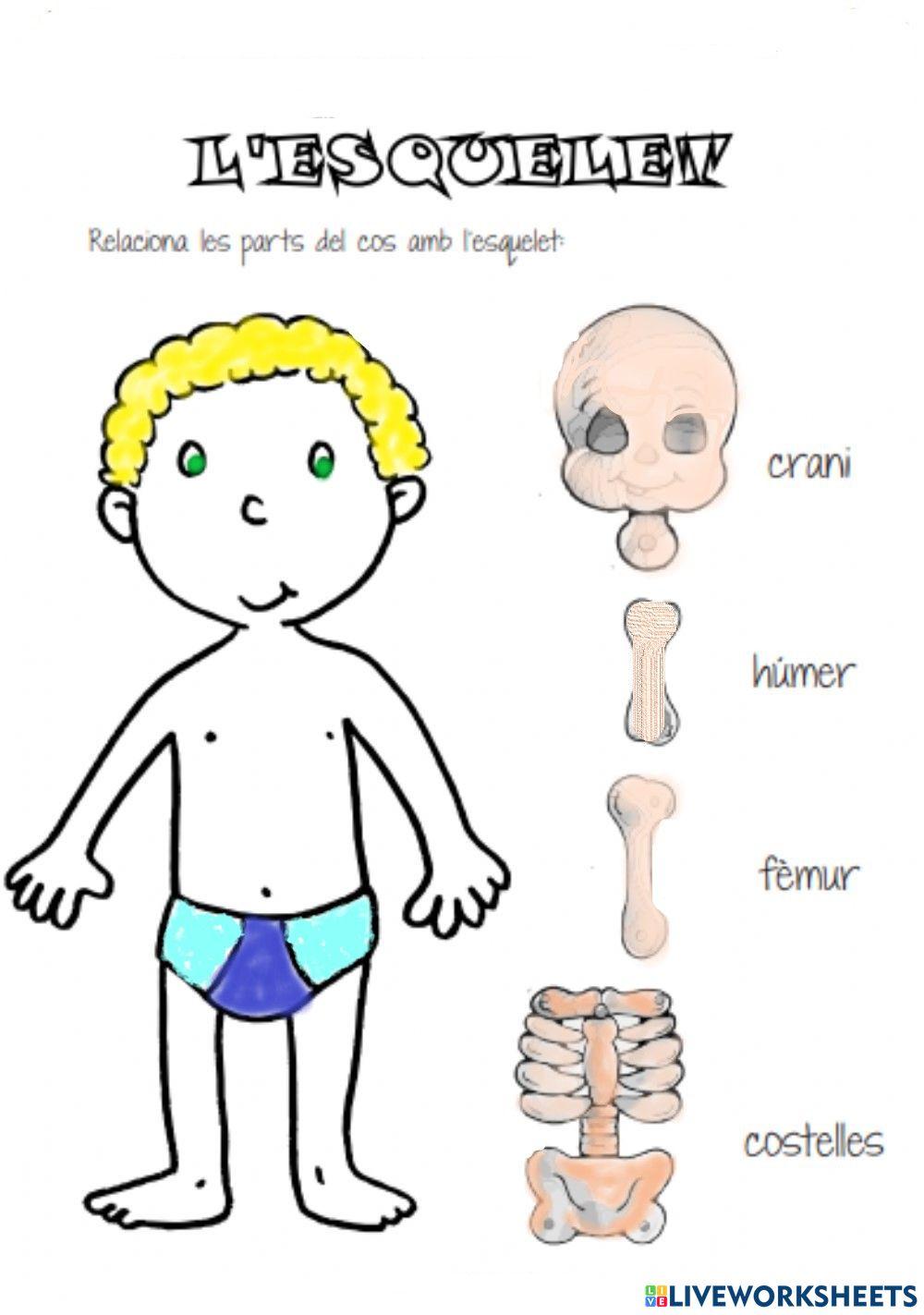 Cos i esquelet