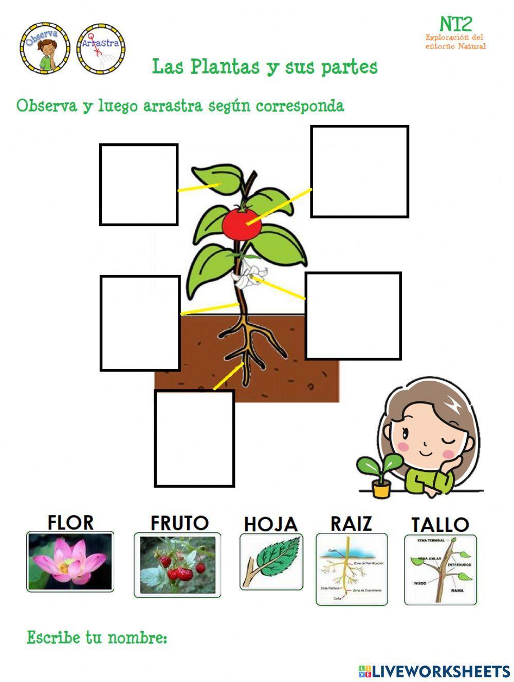 Las plantas y sus partes