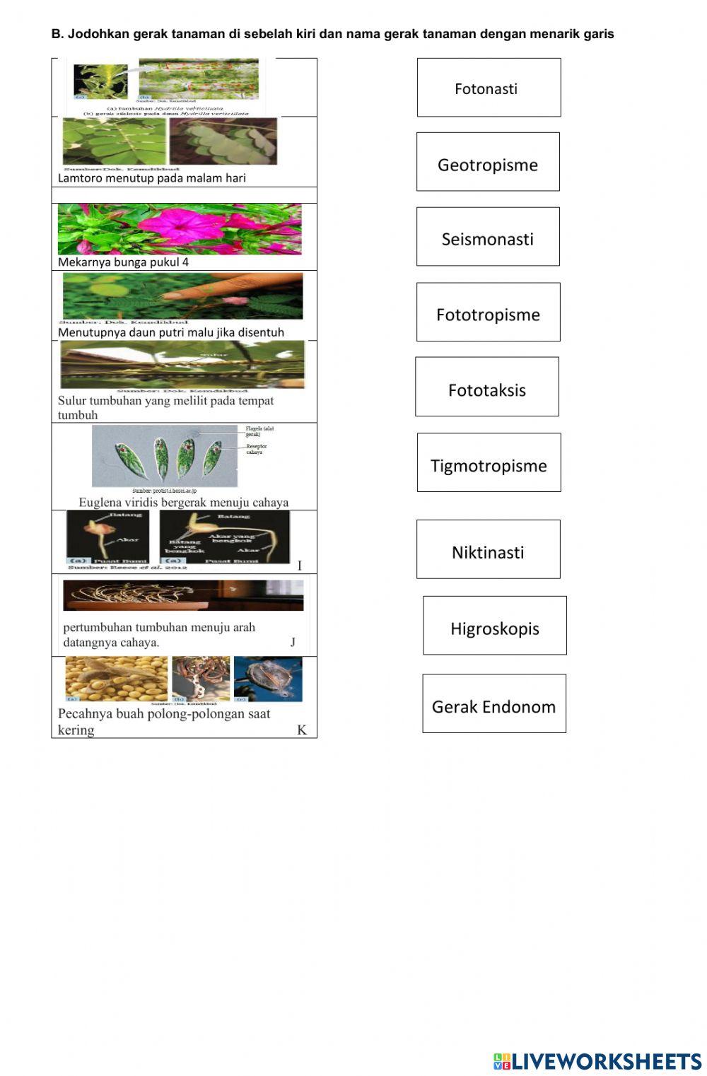 UH IPA Gerak Tumbuhan Kelas 8 Sem 1