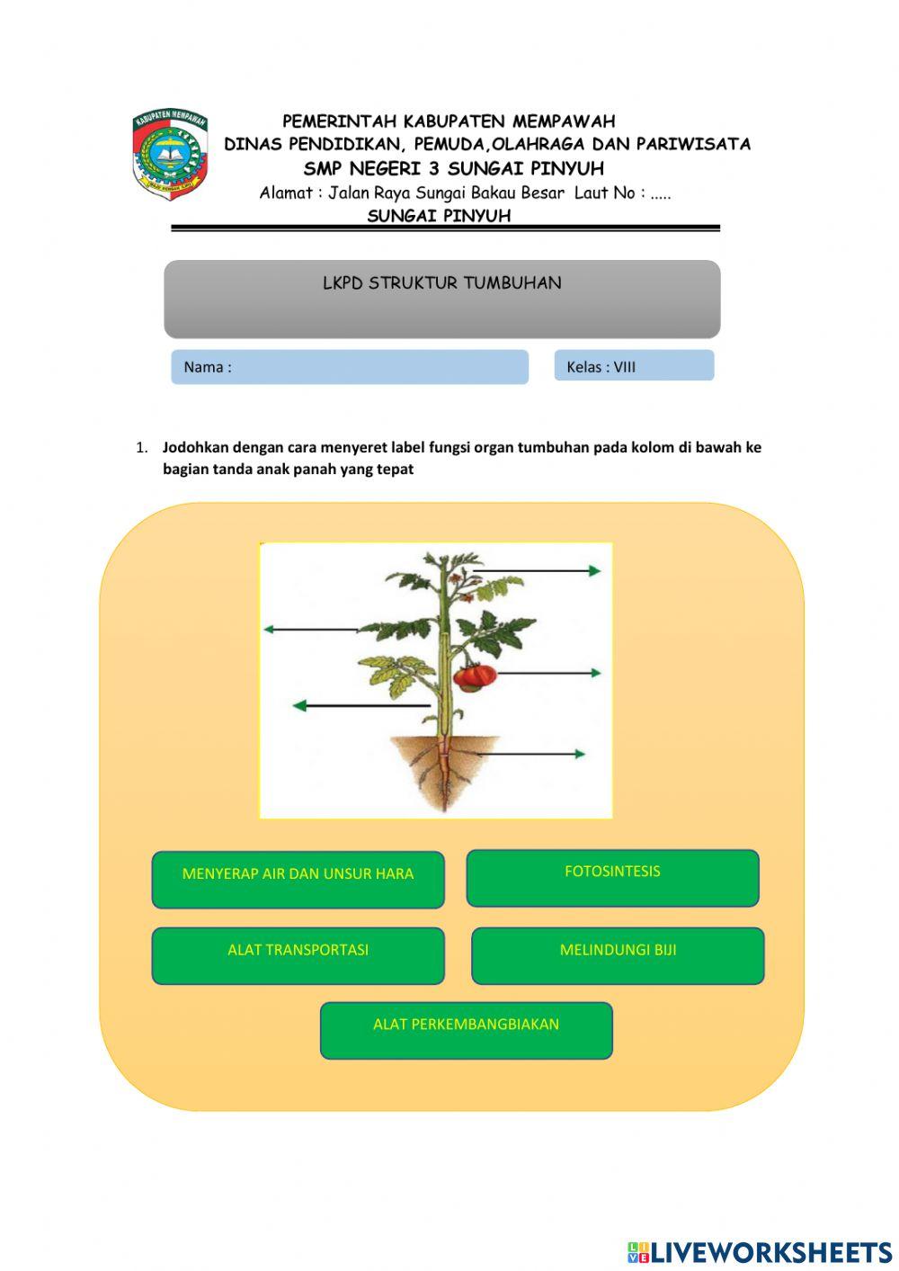 Lkpd struktur tumbuhan