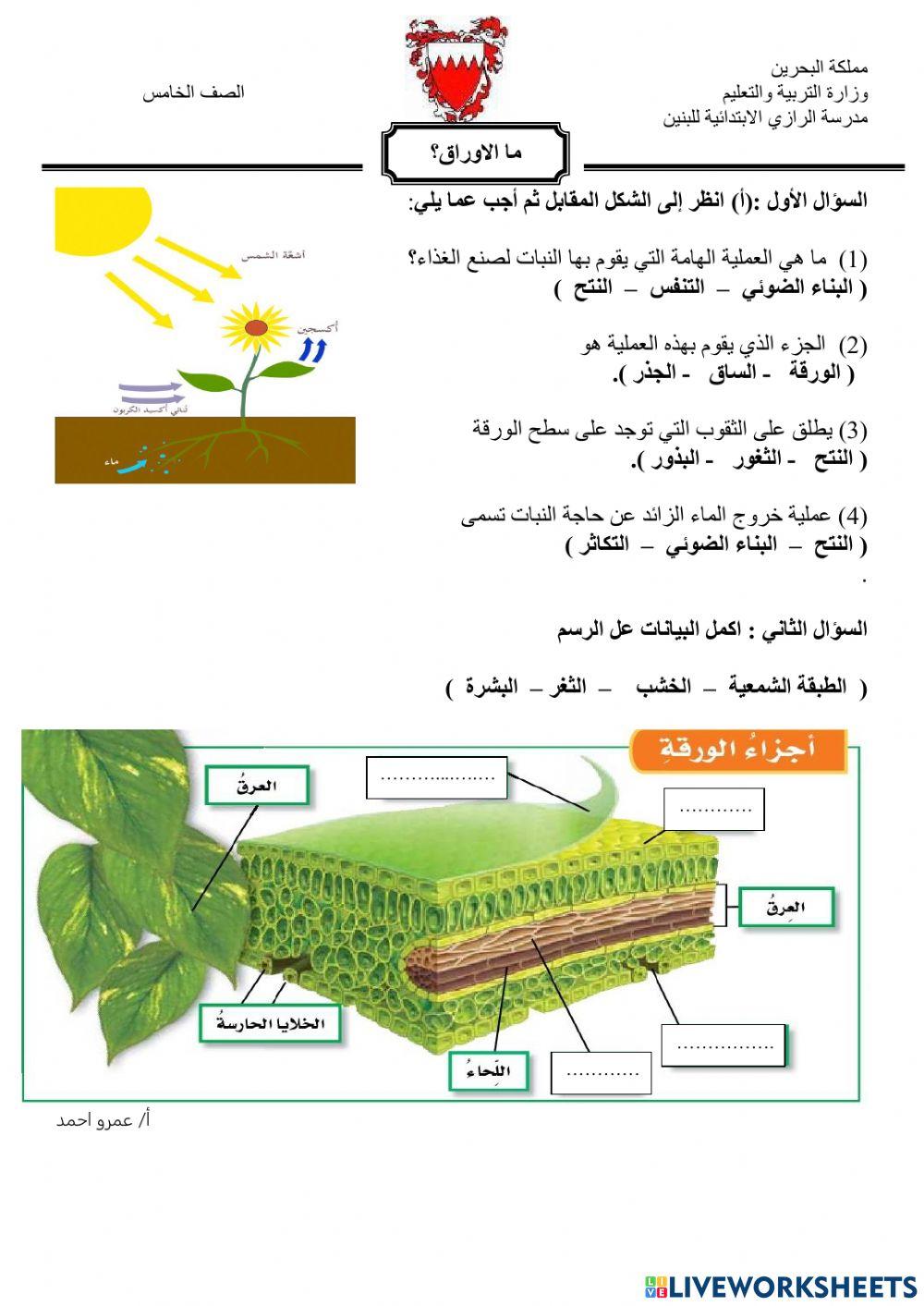ما الاوراق؟