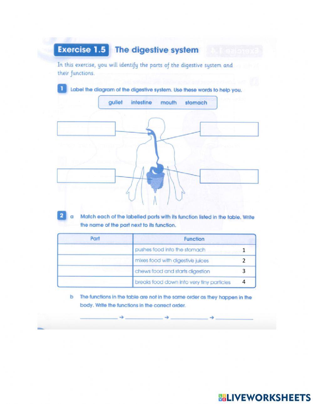 G5 Unit 1.5 Digestive system