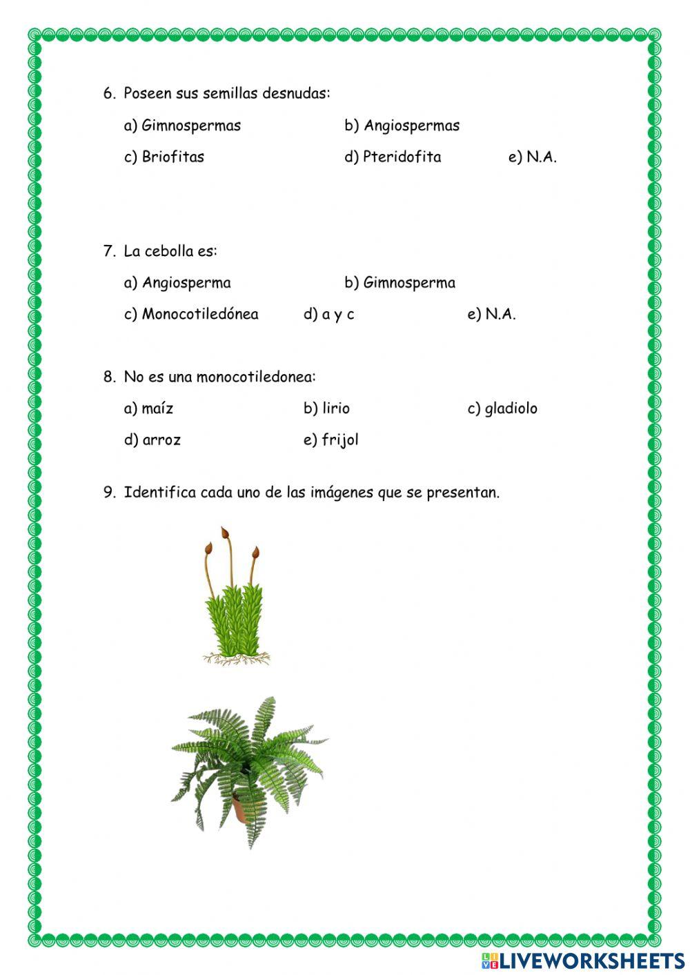 Reino de las plantas
