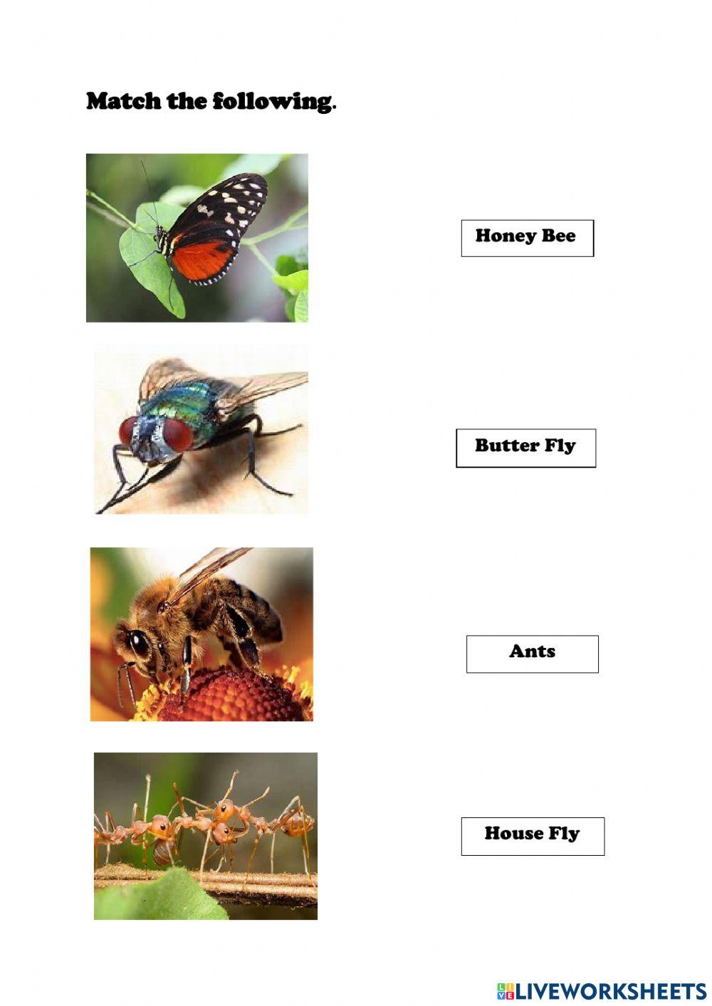 Reading Comprehension Worksheet