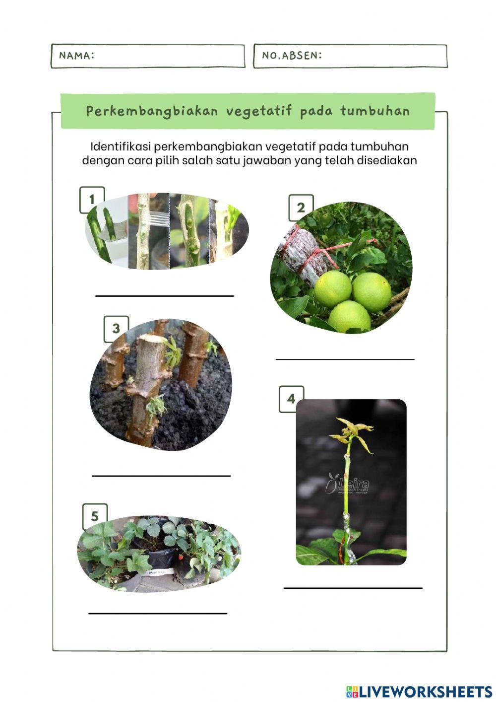 LKPM Perkembangbiakan Vegetatif Tumbuhan Angiospermae