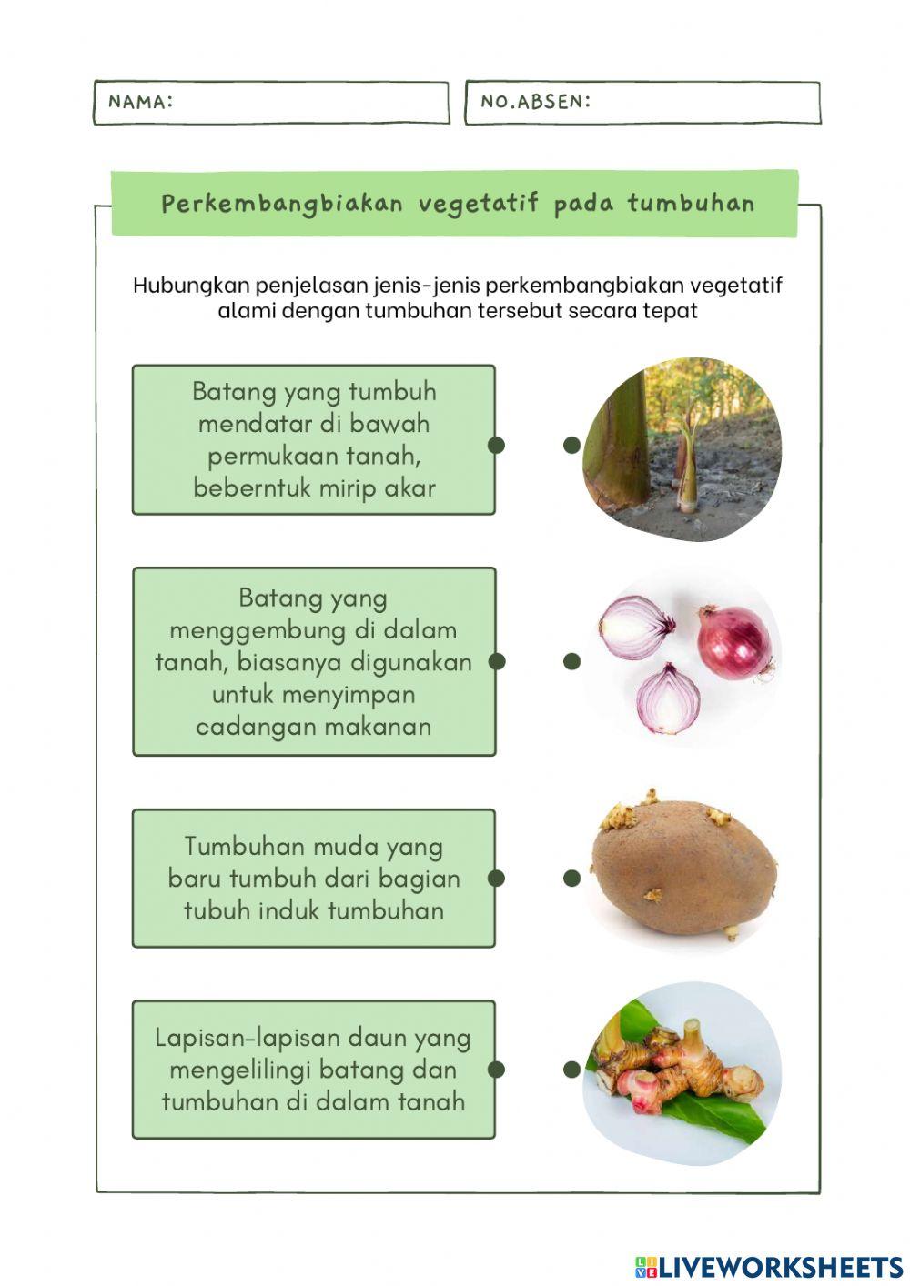 LKPM Perkembangbiakan Vegetatif Tumbuhan Angiospermae
