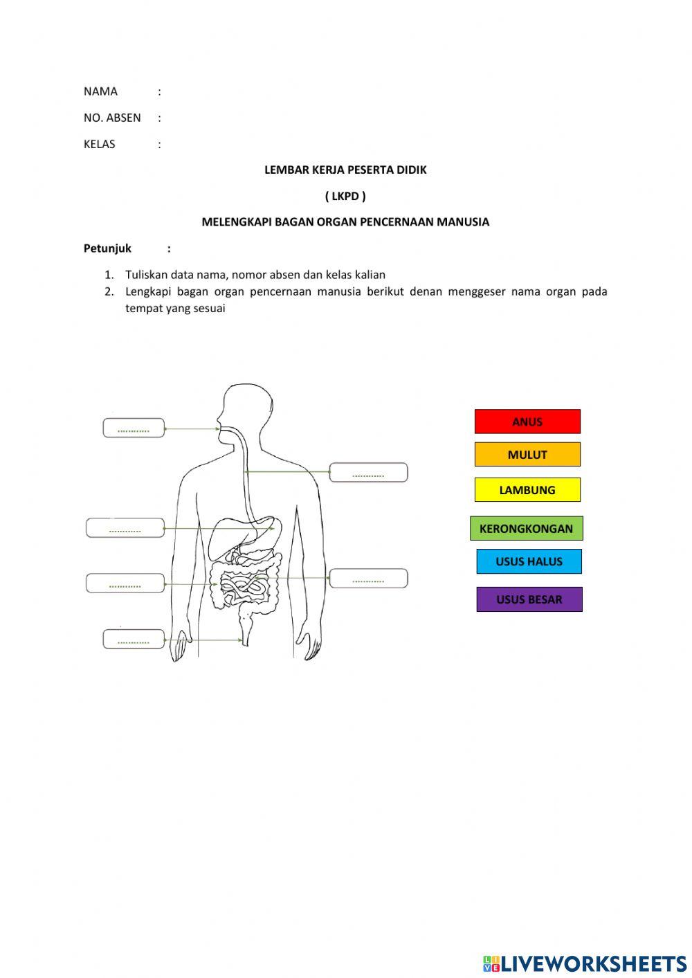 LKPD IPA Organ Pencernaan Manusia