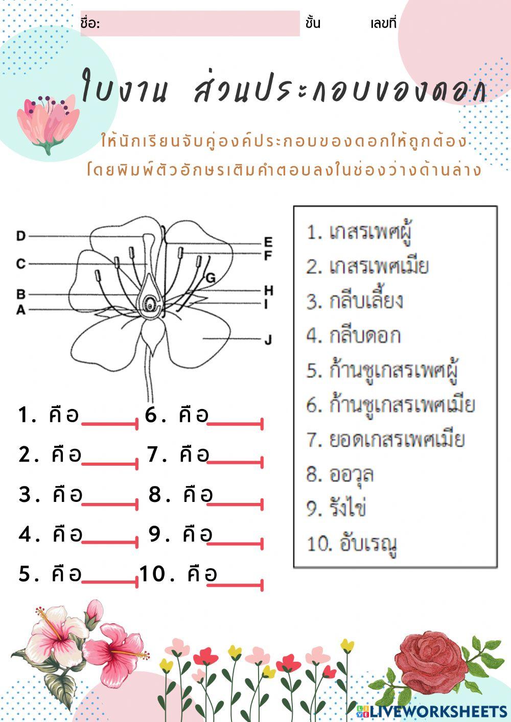 ใบงาน ส่วนประกอบของดอก