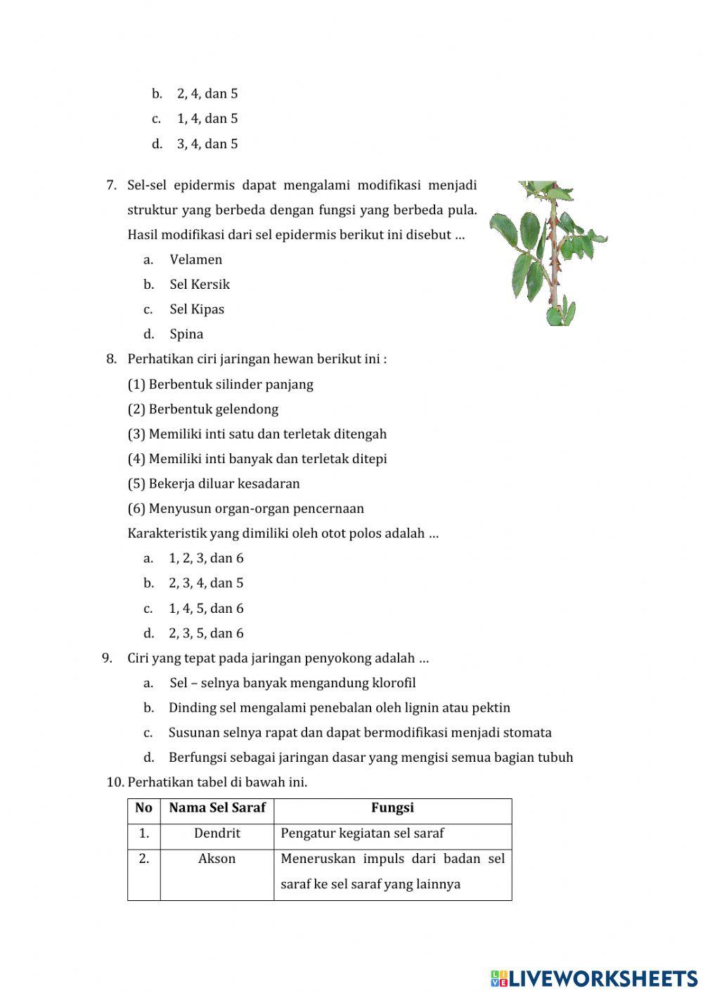 Uji kompetensi materi jaringan