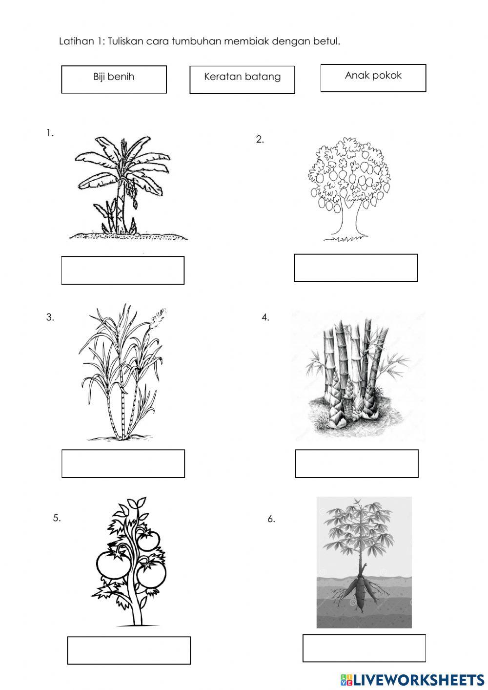 Cara Tumbuhan Membiak PSSAS Tahun 6