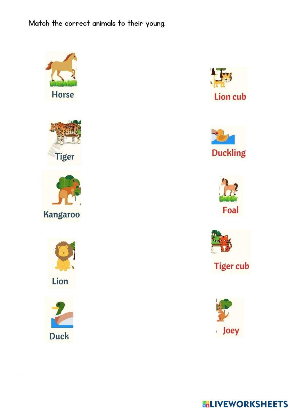 Animals and their young