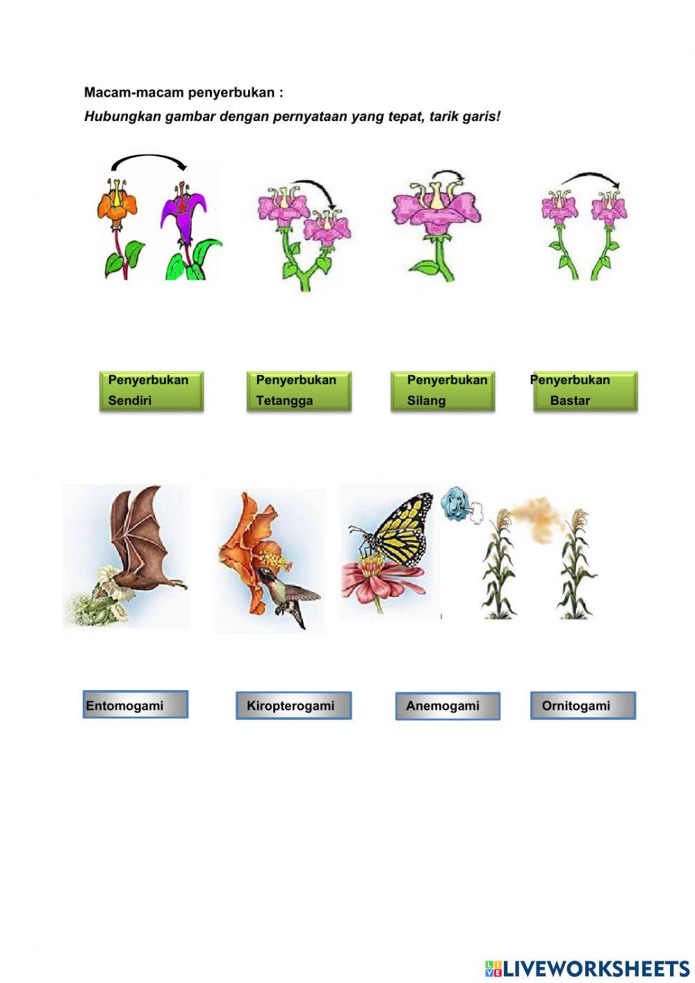 LKS Bunga dan penyerbukan