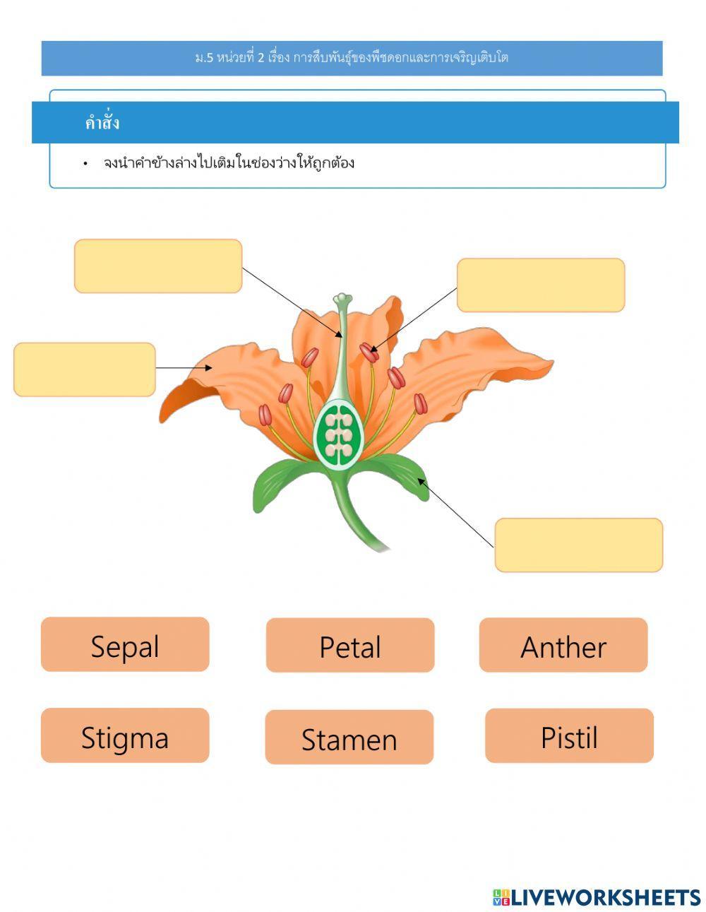 ม.5 แบบฝึกหัดเรื่อง การสืบพันธุ์ของพืชดอก