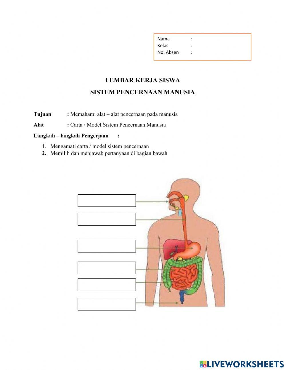 LKPD Sistem Pencernaan