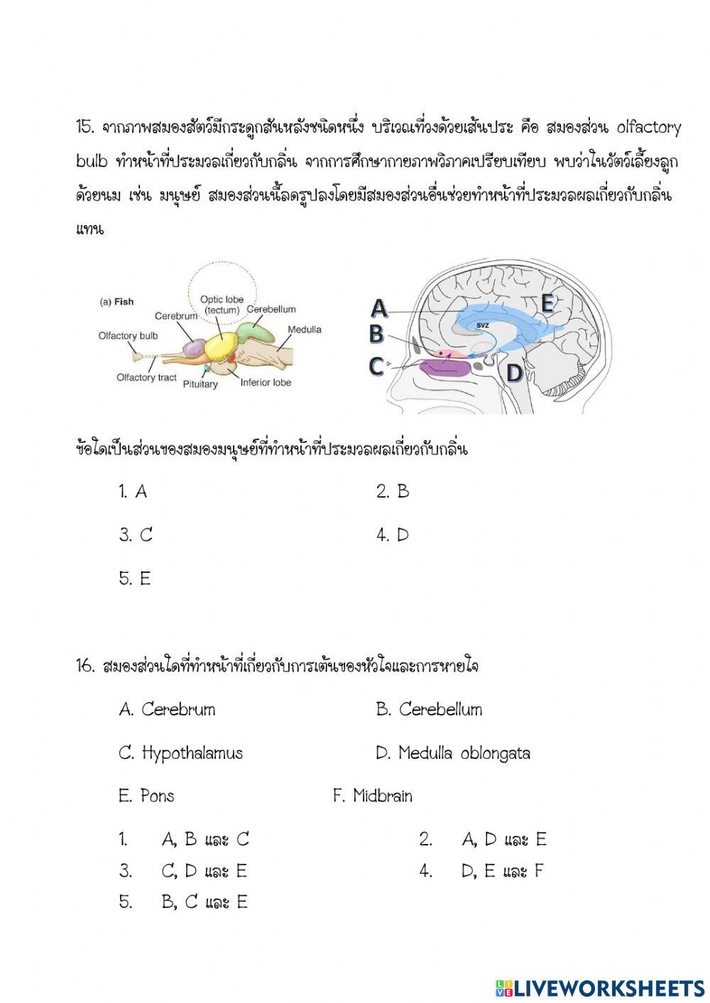 ข้อสอบ เรื่องการตอบสนองของสิ่งีชีวิต
