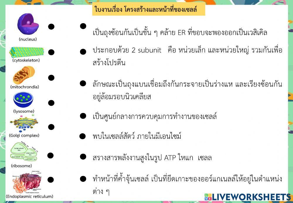 โครงสร้างเซลล