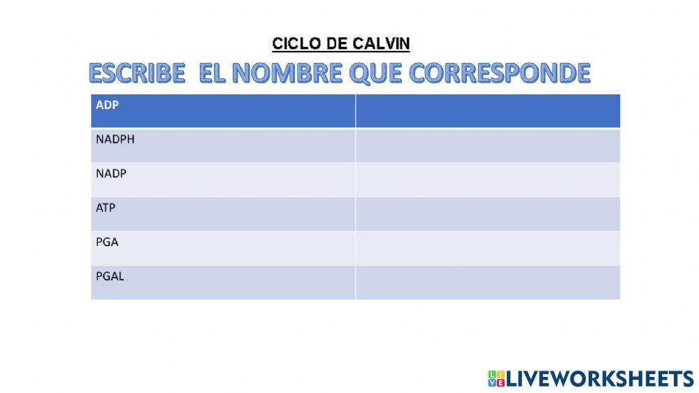 Ciclo de clavin