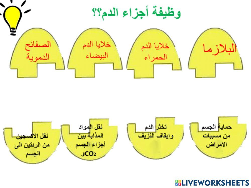 تريب بطاقات