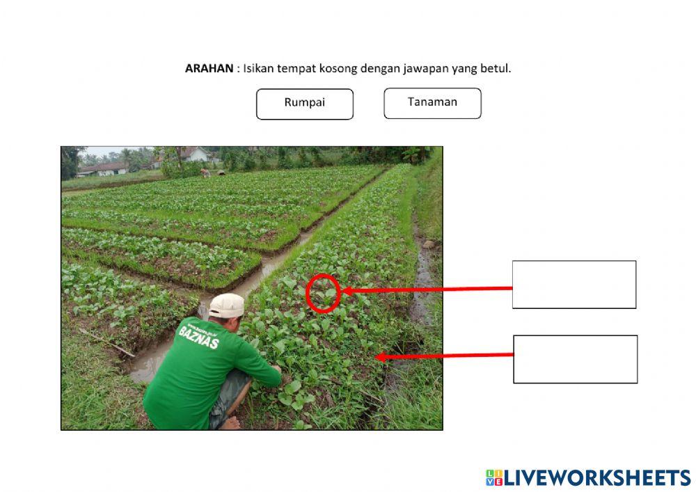 Perbezaan antara rumpai dan tanaman