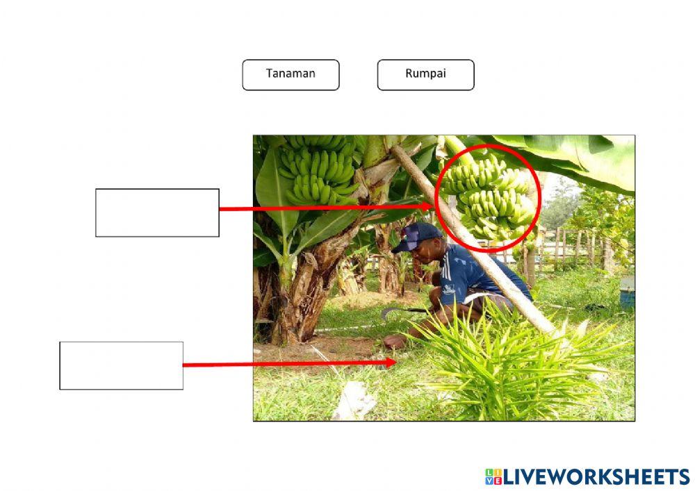 Perbezaan antara rumpai dan tanaman