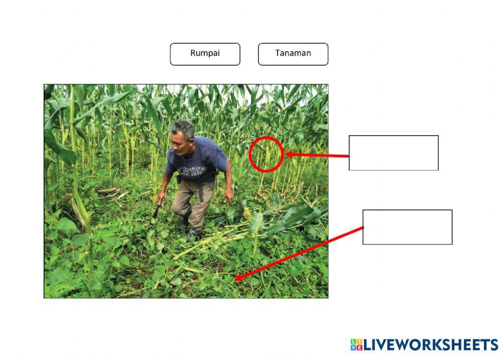 Perbezaan antara rumpai dan tanaman