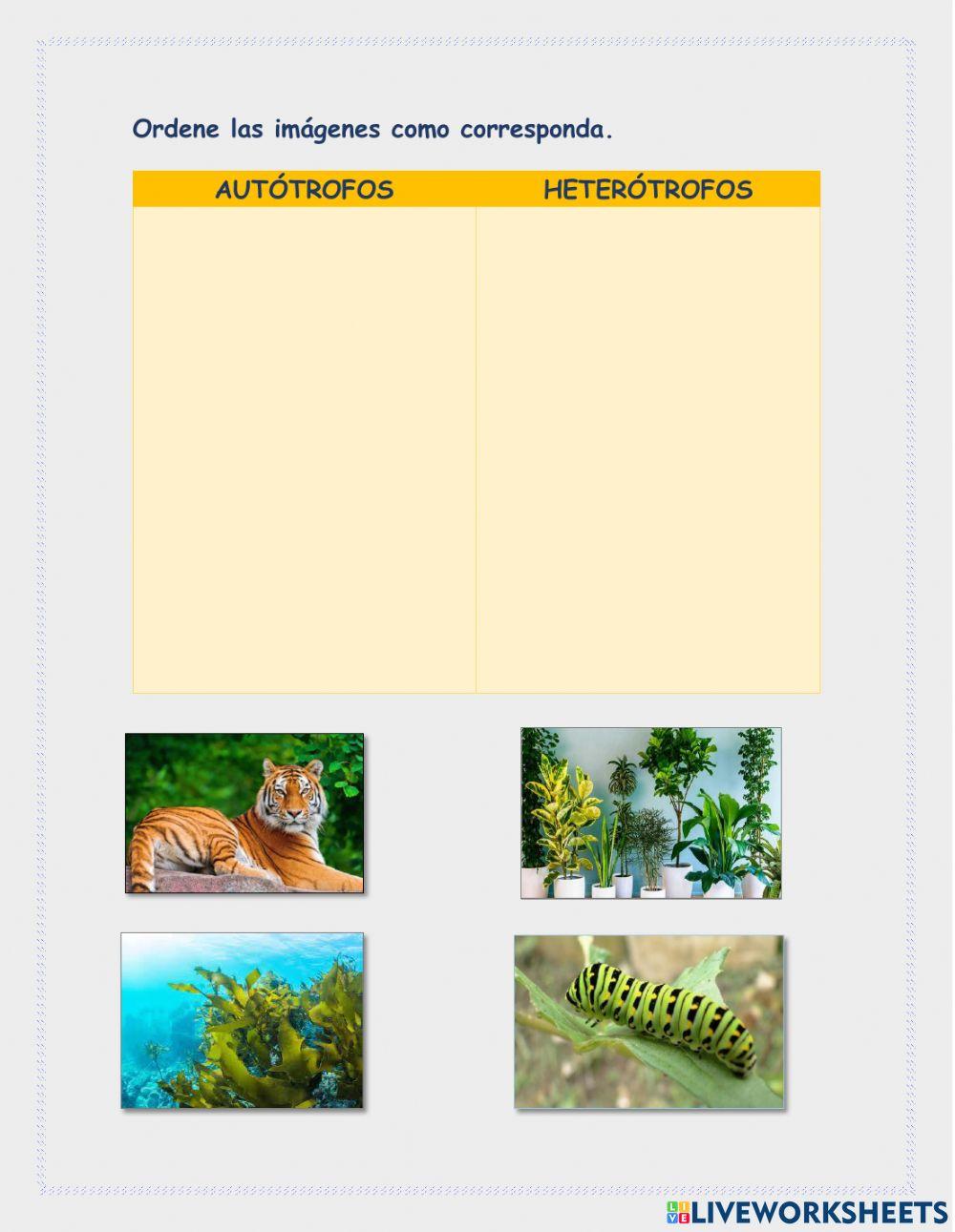 Clasificacion de seres vivos