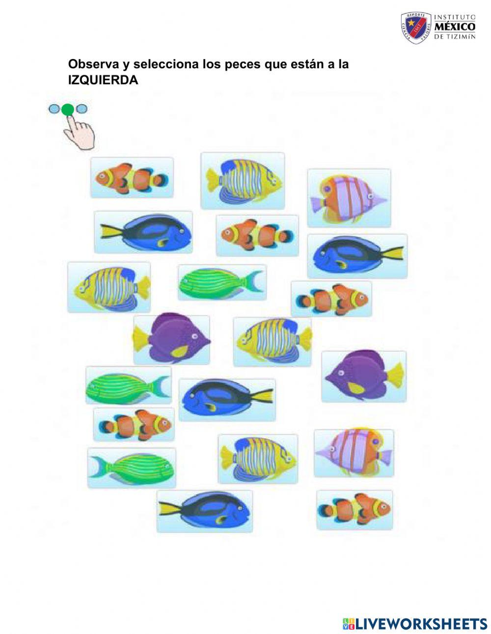 Izquierda derecha-Lateralidad