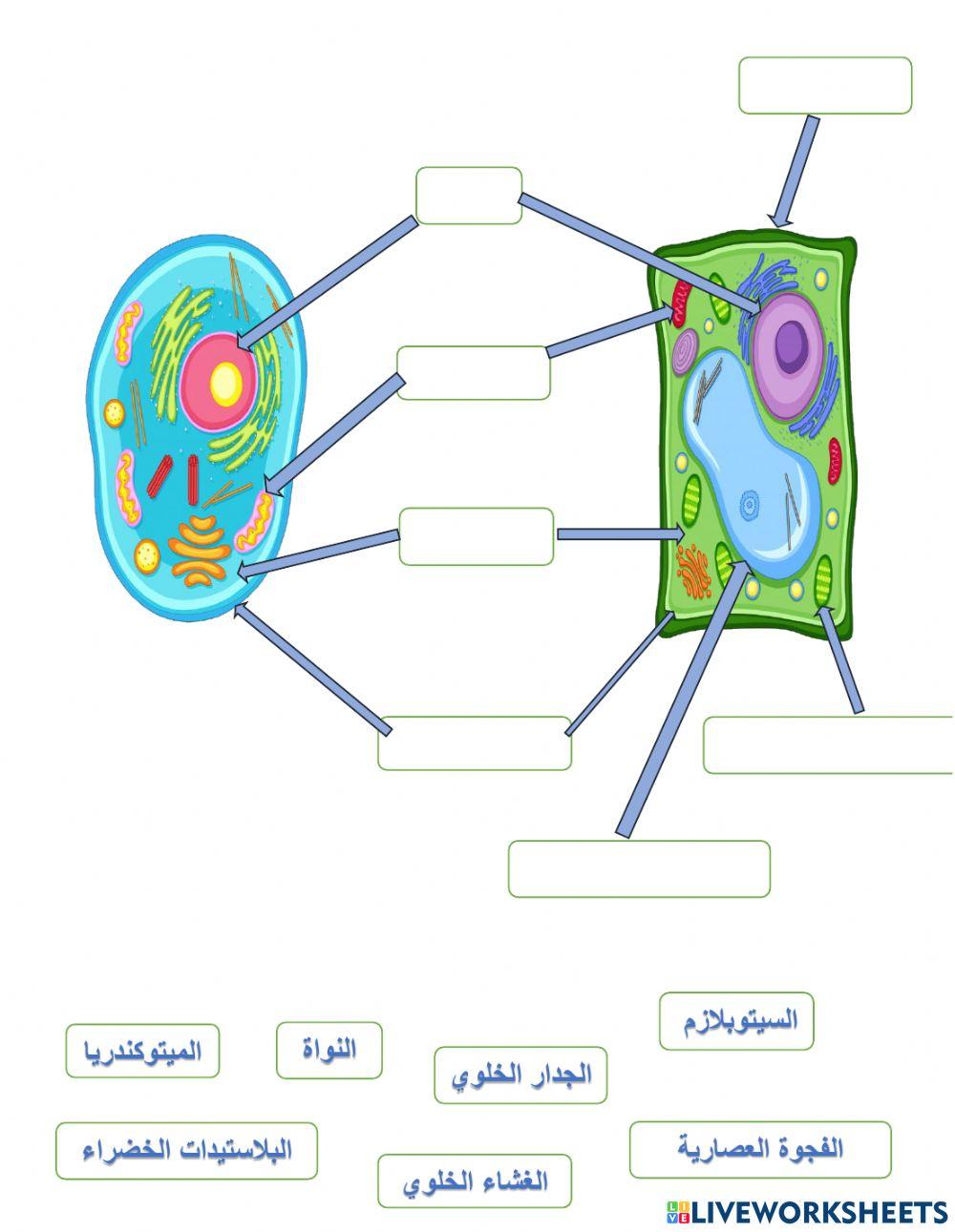 Comparison between animal and plant cells