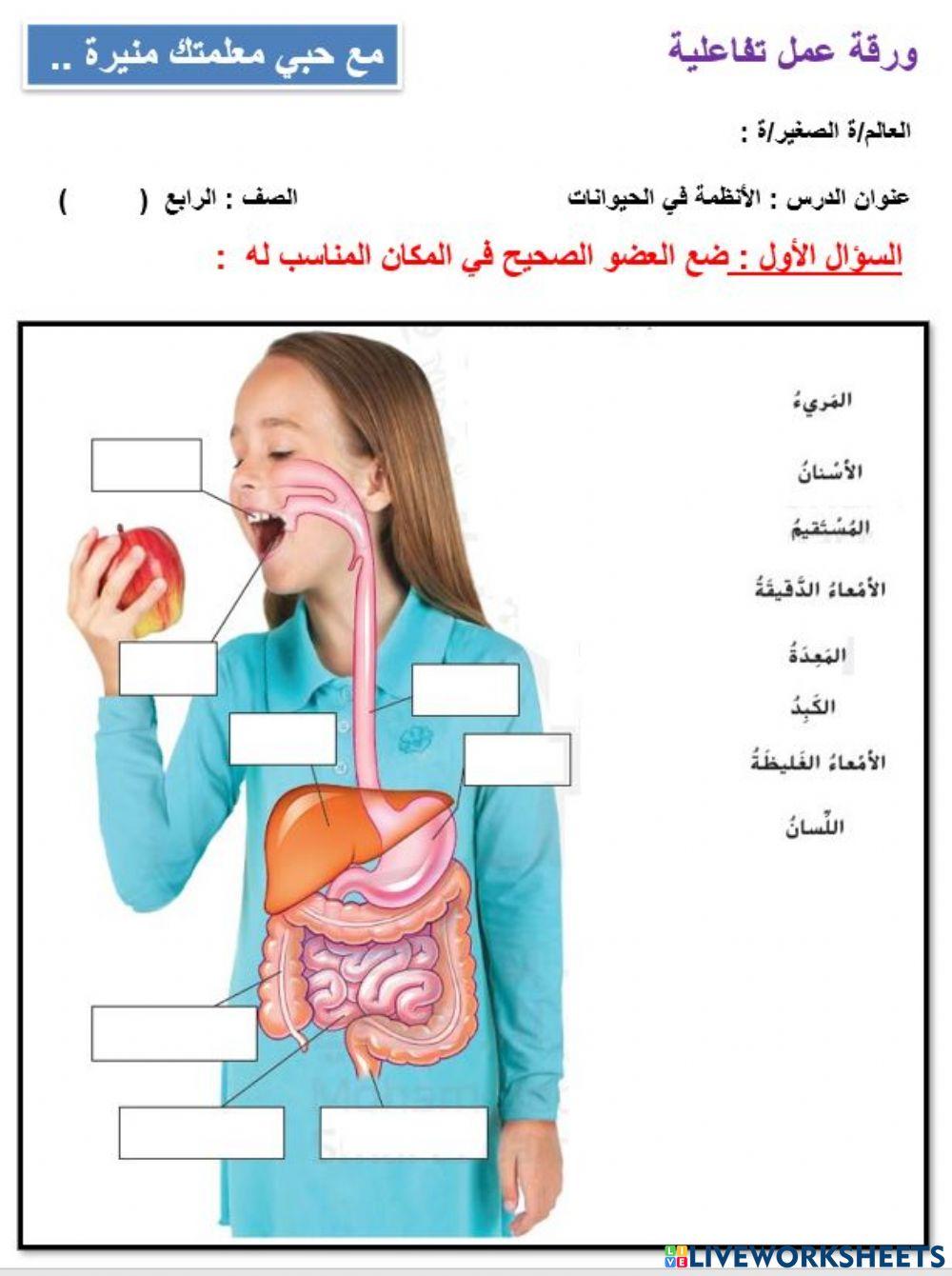 الجهاز الهضمي