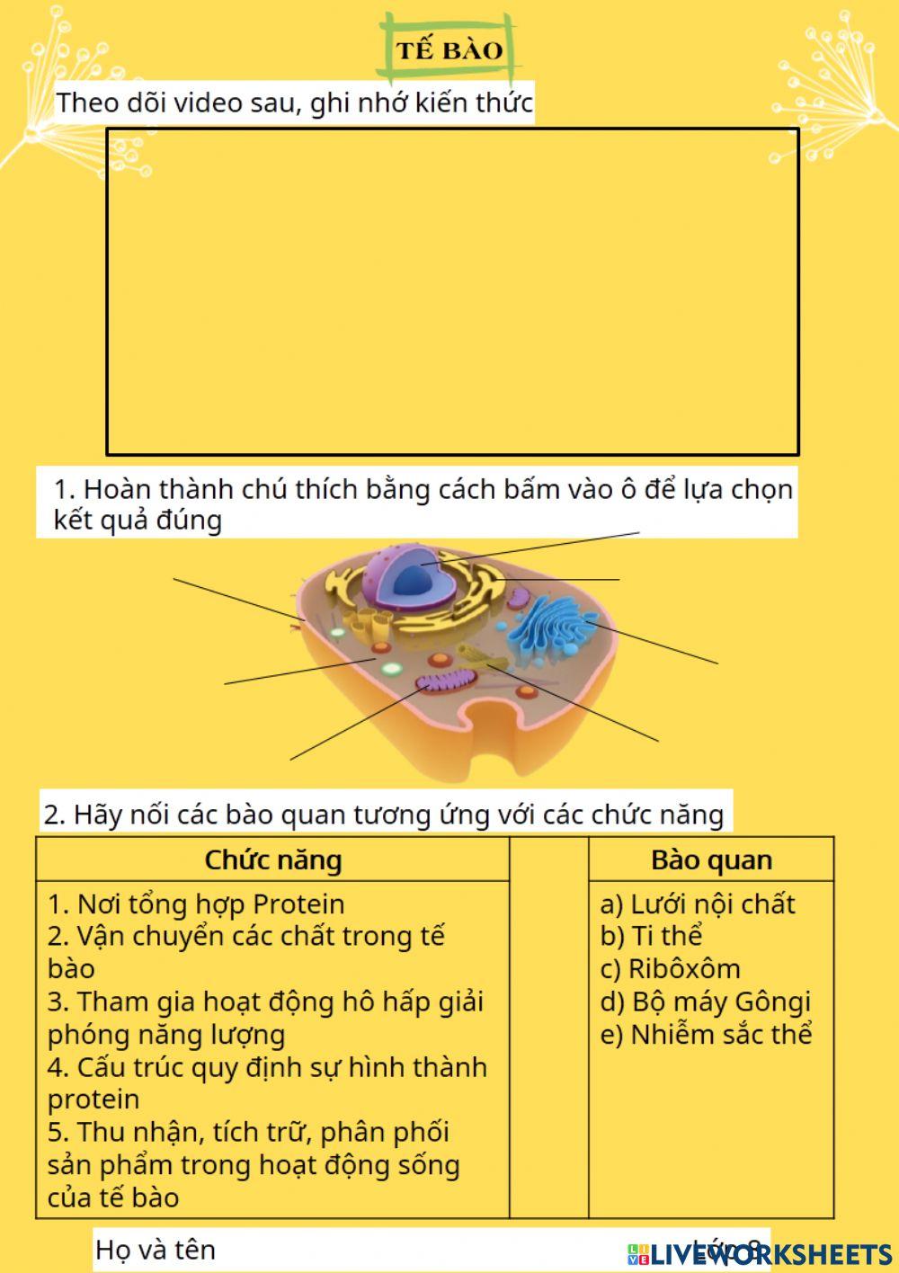 Tế bào