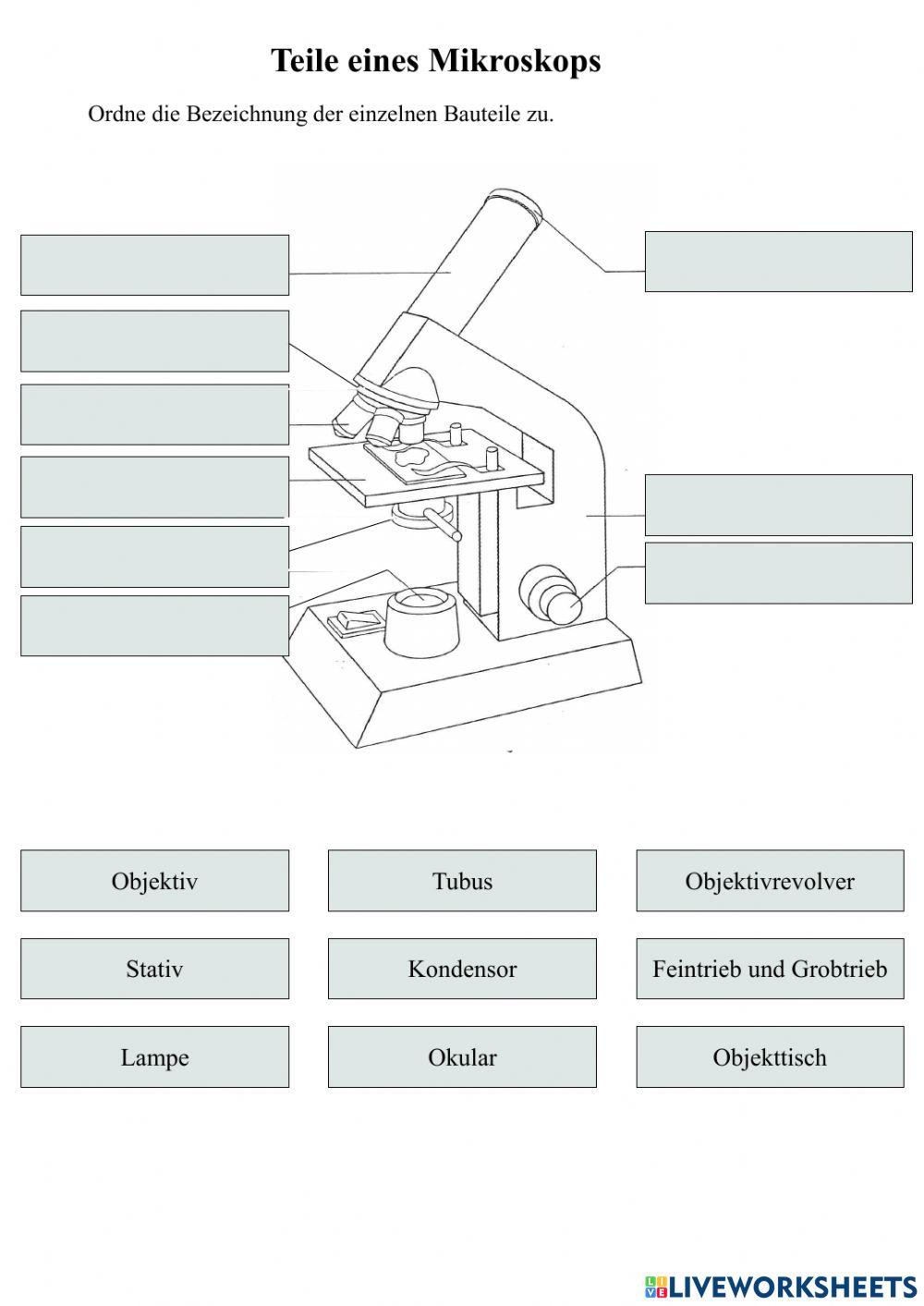 Mikroskop Aufbau Und Funktion Arbeitsblatt Lösungen Aufbau eines Mikroskops worksheet | Live Worksheets