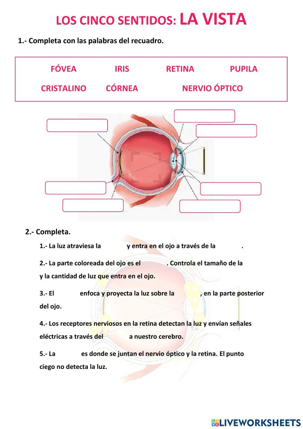 The five senses: Sight.