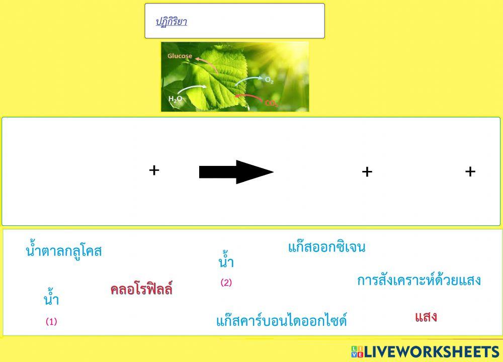 ปฏิกิริยาเคมีในชีวิตประจำวัน-5