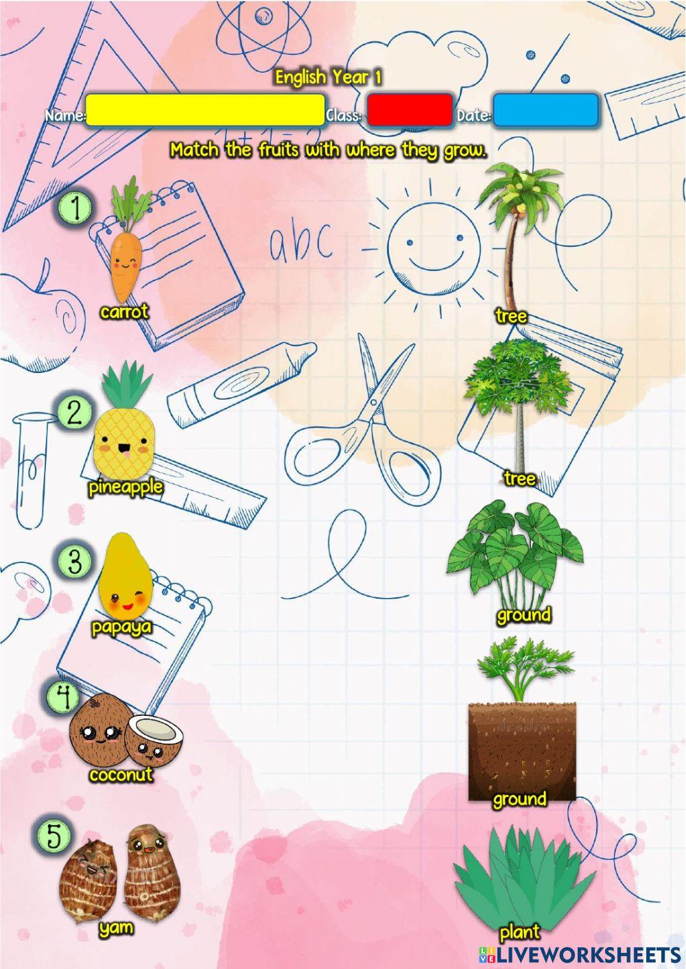 Year 1: Lunchtime 6 - Where do they grow?