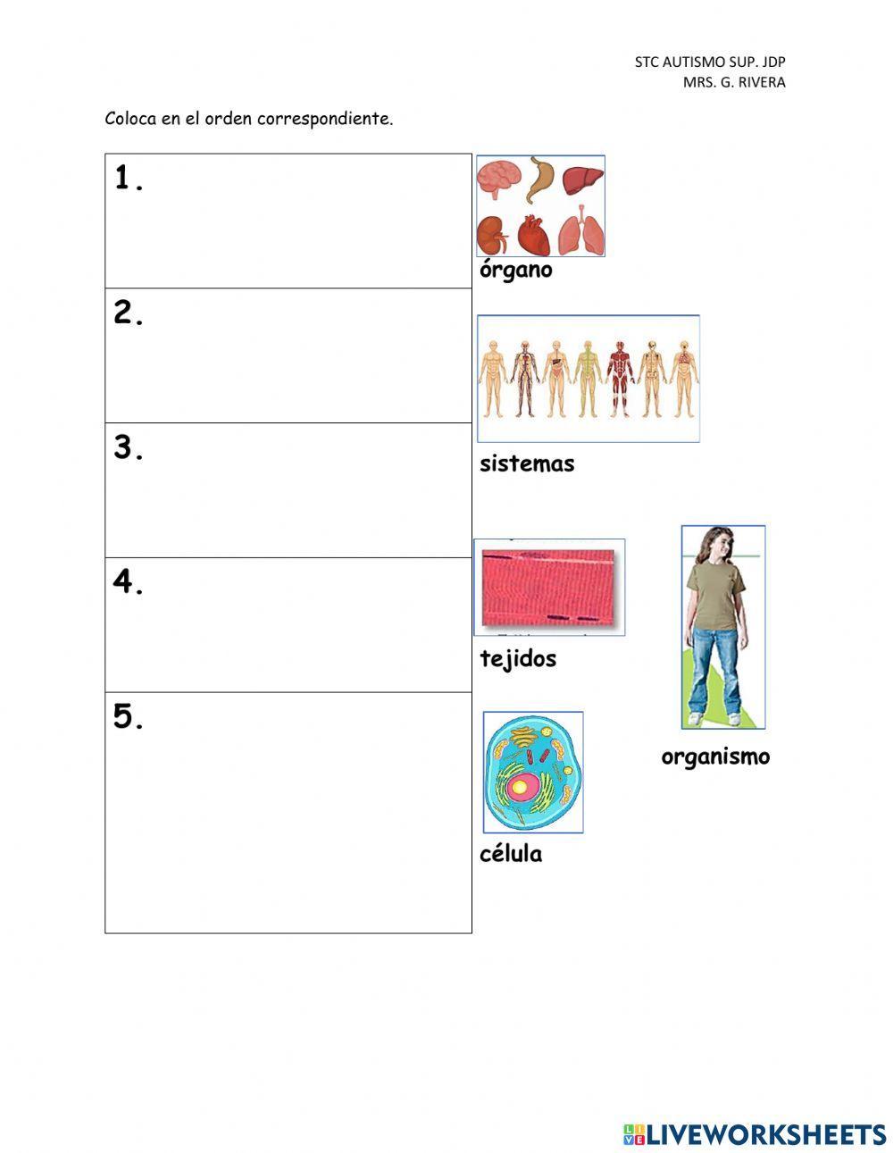 Organización multicelular (célula, tejido, órgano, sistema, organismo)1