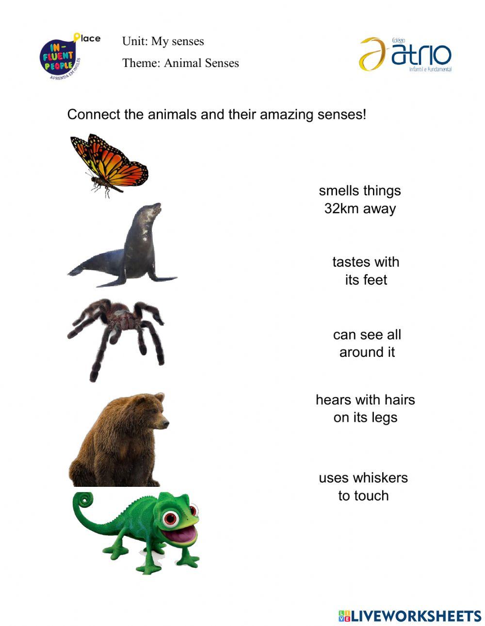3400760 Animal Senses 4th Grade Let cia Martins Da contact-five-senses-reeling