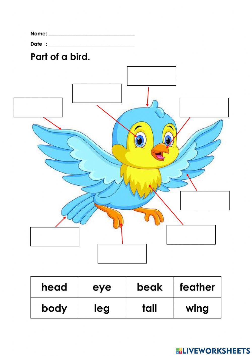 1421552-part-of-a-bird-rafiah-liveworksheets