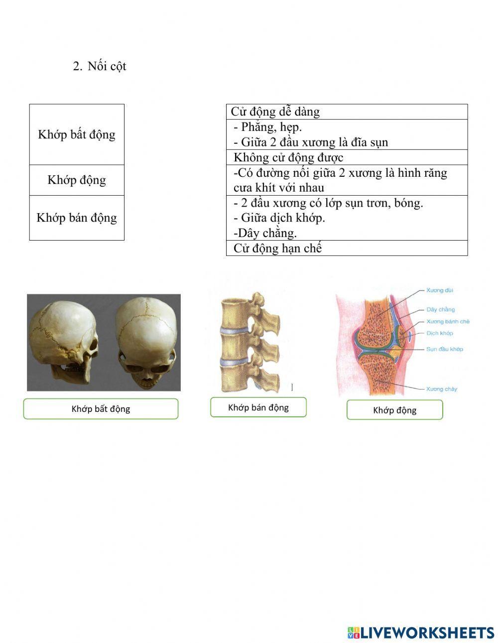 Sinh học 8: bộ xương