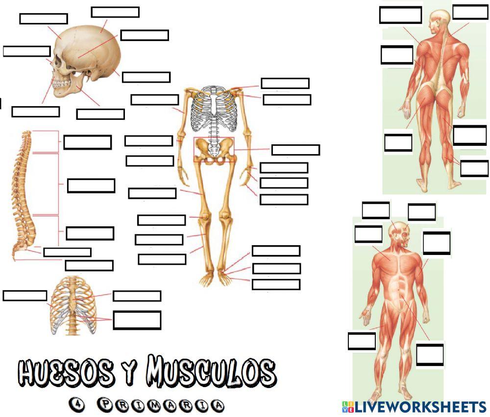 Huesos y músculos 4º primaria