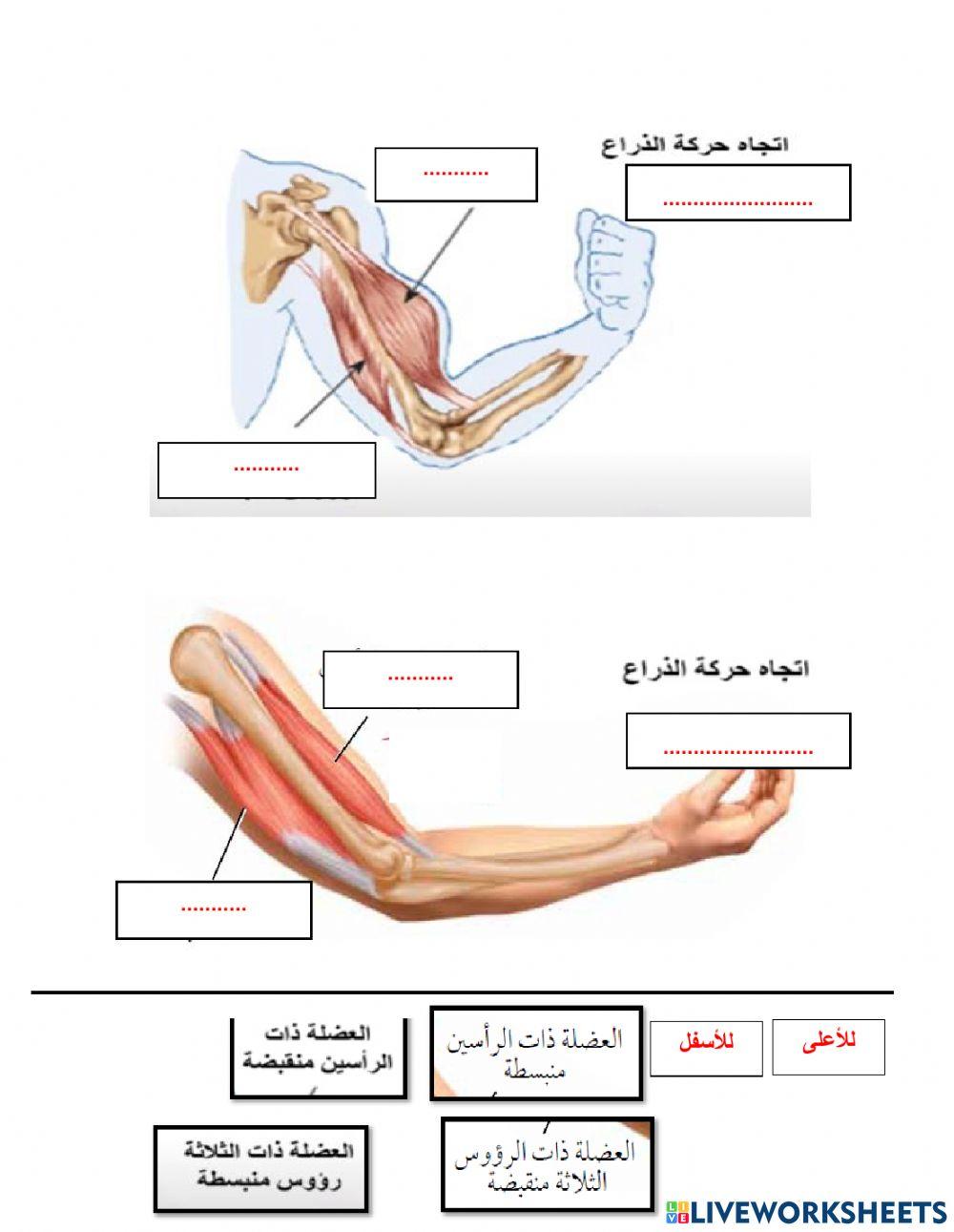 العضلات المتضادة
