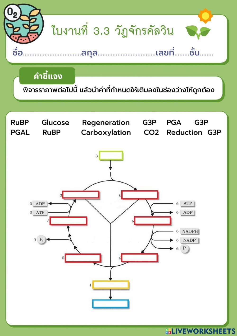 ใบงานที่ 3.3 วัฏจักรคัลวิน