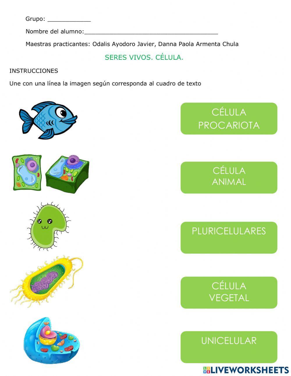 Seres unicelulares y pluricelulares 