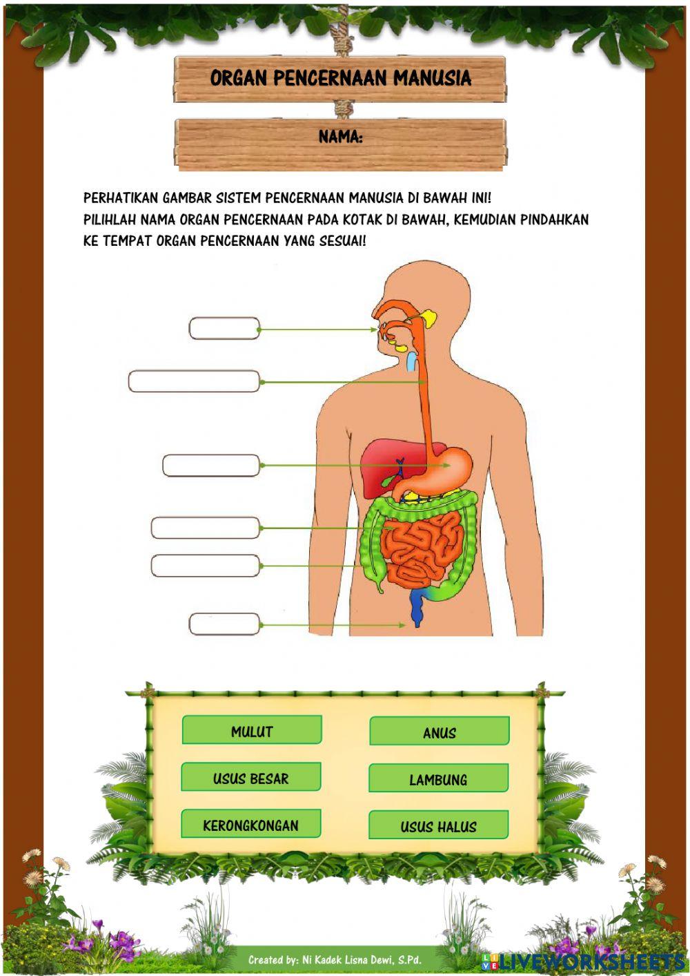 Modul Ajar Sistem Pencernaan Manusia Kelas 8
